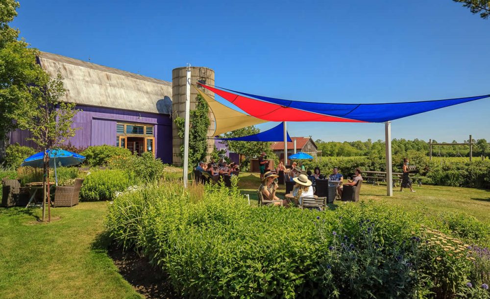 Closson Chase Vineyard Prince Edward County