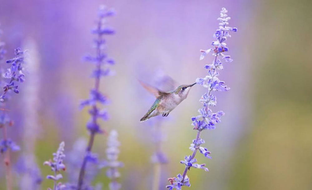 Prince Edward County Lavender Farm