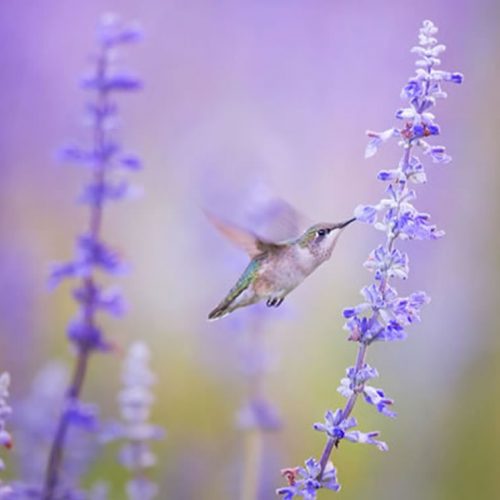 Prince Edward County Lavender Farm