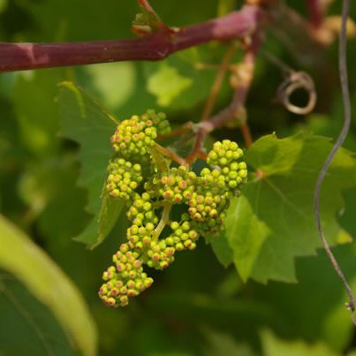 Lacey Estates Prince Edward County